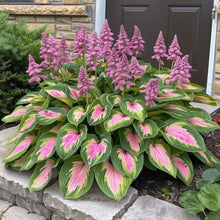 Load image into Gallery viewer, 🔥Premium Rare Hosta Seeds🌿Shade-Tolerant Plant