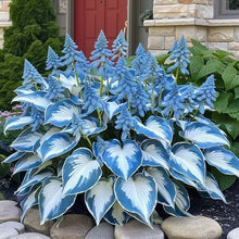 Load image into Gallery viewer, 🔥Premium Rare Hosta Seeds🌿Shade-Tolerant Plant