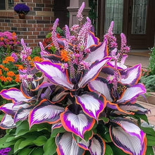 Load image into Gallery viewer, 🔥Premium Rare Hosta Seeds🌿Shade-Tolerant Plant