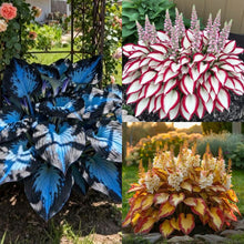 Load image into Gallery viewer, 🔥Premium Rare Hosta Seeds🌿Shade-Tolerant Plant