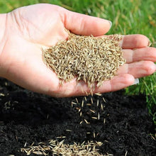 Load image into Gallery viewer, 🔥LAST DAY 49% OFF- Evergreen dwarf grass seed for four seasons