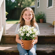 Load image into Gallery viewer, 🌿❄️ Midnight Perfume Jasmine Seeds – Winter Planting, Perennial Blooms &amp; Fragrant Garden Elegance 🌸
