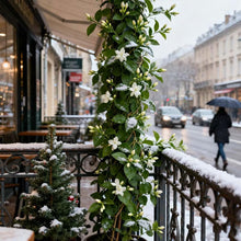 Load image into Gallery viewer, 🌿❄️ Midnight Perfume Jasmine Seeds – Winter Planting, Perennial Blooms &amp; Fragrant Garden Elegance 🌸