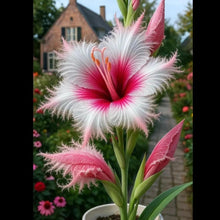 Load image into Gallery viewer, 🔥 Last Day OF Sale OF 49 % OFF 🔥 --🪶 Rare Feather-Edged Lily Seeds – Stunning Pink &amp; White Blooms, Easy to Grow