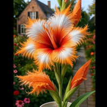 Load image into Gallery viewer, 🔥 Last Day OF Sale OF 49 % OFF 🔥 --🪶 Rare Feather-Edged Lily Seeds – Stunning Pink &amp; White Blooms, Easy to Grow
