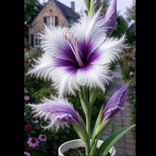 Load image into Gallery viewer, 🔥 Last Day OF Sale OF 49 % OFF 🔥 --🪶 Rare Feather-Edged Lily Seeds – Stunning Pink &amp; White Blooms, Easy to Grow