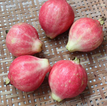 Load image into Gallery viewer, 🎆Hot Sale🥂Rouge Guava Seeds--The Beauty Of Winter❄️