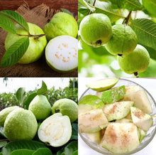Load image into Gallery viewer, 🎆Hot Sale🥂Rouge Guava Seeds--The Beauty Of Winter❄️