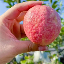 Load image into Gallery viewer, 🎆Hot Sale🥂Rouge Guava Seeds--The Beauty Of Winter❄️