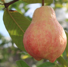 Load image into Gallery viewer, 🎆Hot Sale🥂Rouge Guava Seeds--The Beauty Of Winter❄️
