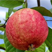 Load image into Gallery viewer, 🎆Hot Sale🥂Rouge Guava Seeds--The Beauty Of Winter❄️