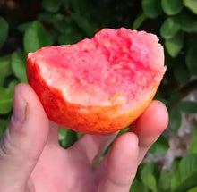 Load image into Gallery viewer, 🎆Hot Sale🥂Rouge Guava Seeds--The Beauty Of Winter❄️