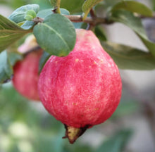 Load image into Gallery viewer, 🎆Hot Sale🥂Rouge Guava Seeds--The Beauty Of Winter❄️