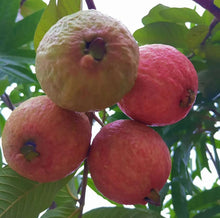 Load image into Gallery viewer, 🎆Hot Sale🥂Rouge Guava Seeds--The Beauty Of Winter❄️
