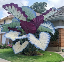 Load image into Gallery viewer, 🌈 Giant Caladium Bulbs 🎊The color wizard that creates a dream garden 🌿✨
