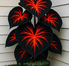 Load image into Gallery viewer, 🌈 Giant Caladium Bulbs 🎊The color wizard that creates a dream garden 🌿✨