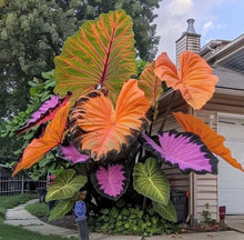 Load image into Gallery viewer, 🌈 Giant Caladium Bulbs 🎊The color wizard that creates a dream garden 🌿✨