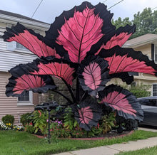 Load image into Gallery viewer, 🌈 Giant Caladium Bulbs 🎊The color wizard that creates a dream garden 🌿✨