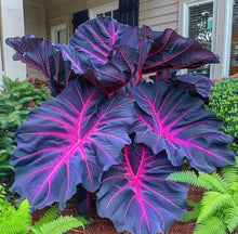 Load image into Gallery viewer, 🌈 Giant Caladium Bulbs 🎊The color wizard that creates a dream garden 🌿✨