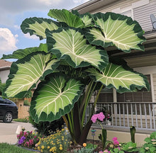 Load image into Gallery viewer, 🌈 Giant Caladium Bulbs 🎊The color wizard that creates a dream garden 🌿✨