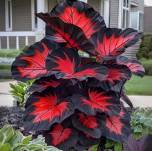 Load image into Gallery viewer, 🌈 Giant Caladium Bulbs 🎊The color wizard that creates a dream garden 🌿✨