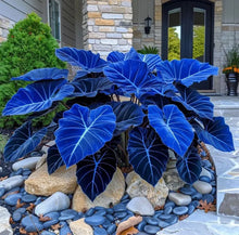 Load image into Gallery viewer, 🌈 Giant Caladium Bulbs 🎊The color wizard that creates a dream garden 🌿✨