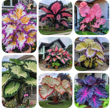 Load image into Gallery viewer, 🌈 Giant Caladium Bulbs 🎊The color wizard that creates a dream garden 🌿✨
