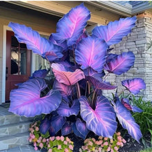 Load image into Gallery viewer, 🌈 Giant Caladium Bulbs 🎊The color wizard that creates a dream garden 🌿✨