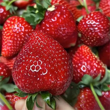 Load image into Gallery viewer, 🔥Last Day 49% OFF🔥2025 Special Offer🍓Strawberry Plants