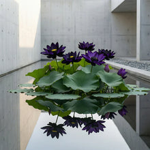Load image into Gallery viewer, 💮Midnight Purple Lotus Seeds🔥Buy 1 Get 1 Free🔥