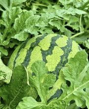 Load image into Gallery viewer, 🍉50/100PCS Heirloom Non-GMO Watermelon Seeds – Easy-Grow “Lazy Man” Variety, Sweet &amp; Nutritious, Replant Every Year🌱