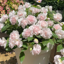 Load image into Gallery viewer, Pink Double Camellia Impatiens Sweet Princess Seeds