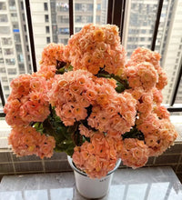 Load image into Gallery viewer, Kalanchoe Seed Garden Planting