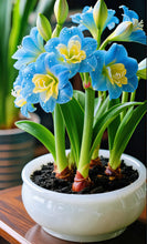 Load image into Gallery viewer, 🌺Double-Petaled Perfume Amaryllis Bulbs