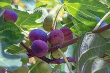 Load image into Gallery viewer, Fignomenal Fig Tree - Dwarf Fig Tree - Live Tree Plant