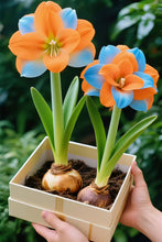 Load image into Gallery viewer, 🌺Double-Petaled Perfume Amaryllis Bulbs