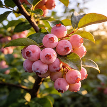 Load image into Gallery viewer, 🔥50K+ SOLD!💟Premium Pink Blueberry Seeds -😋A Uniquely Delightful Taste