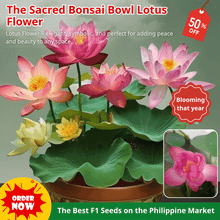 Load image into Gallery viewer, 🌸【7 days germination】Last Day Sale - 50% OFF💐The Sacred Bonsai Bowl Lotus Flower