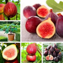 Load image into Gallery viewer, Fignomenal Fig Tree - Dwarf Fig Tree - Live Tree Plant