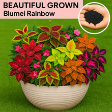 Load image into Gallery viewer, Blumei Rainbow Mixed seeds - Buy 1 Get 1 Free [100 SEED]