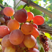 Load image into Gallery viewer, Midknight Beauty Grapes Seeds - Giant Rose (Rose scented)- 98% Germination🔥