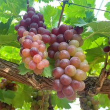 Load image into Gallery viewer, Midknight Beauty Grapes Seeds - Giant Rose (Rose scented)- 98% Germination🔥