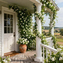 Load image into Gallery viewer, 🏆 OVER 75,000 SOLD! 🌿❄️ Midnight Fragrant Jasmine Seeds – Winter sowing, perennial flowering, and aromatic elegance in the garden 🌸