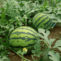 Load image into Gallery viewer, 🍉50/100PCS Heirloom Non-GMO Watermelon Seeds – Easy-Grow “Lazy Man” Variety, Sweet &amp; Nutritious, Replant Every Year🌱