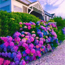 Load image into Gallery viewer, 🌺Hydrangea Seed: Unlock Nature's Beauty