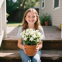 Load image into Gallery viewer, 🏆 OVER 75,000 SOLD! 🌿❄️ Midnight Fragrant Jasmine Seeds – Winter sowing, perennial flowering, and aromatic elegance in the garden 🌸