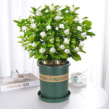 Load image into Gallery viewer, ⏳Limited Time Deal! 50% OFF — 🌸 Double Jasmine Plant