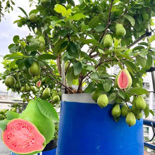 Load image into Gallery viewer, 🔥Hot Sale💚 Organic Guava  Seed🌱 Easy Grow