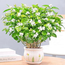 Load image into Gallery viewer, ⏳Limited Time Deal! 50% OFF — 🌸 Double Jasmine Plant