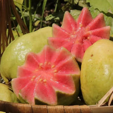 Load image into Gallery viewer, 🔥Hot Sale💚 Organic Guava  Seed🌱 Easy Grow
